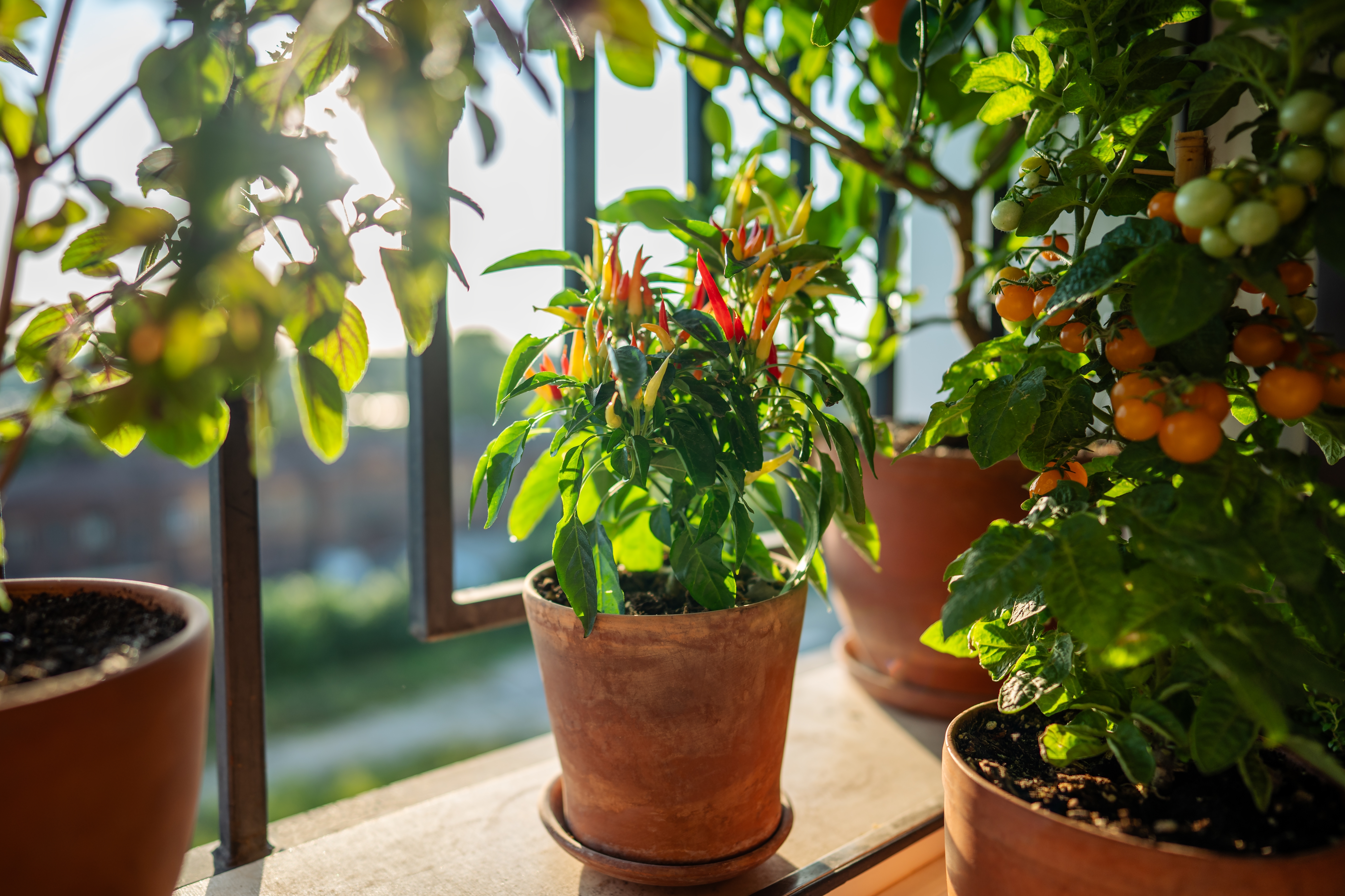 Brza bašta iz saksije: Povrće koje u aprilu uspeva čak i na balkonu