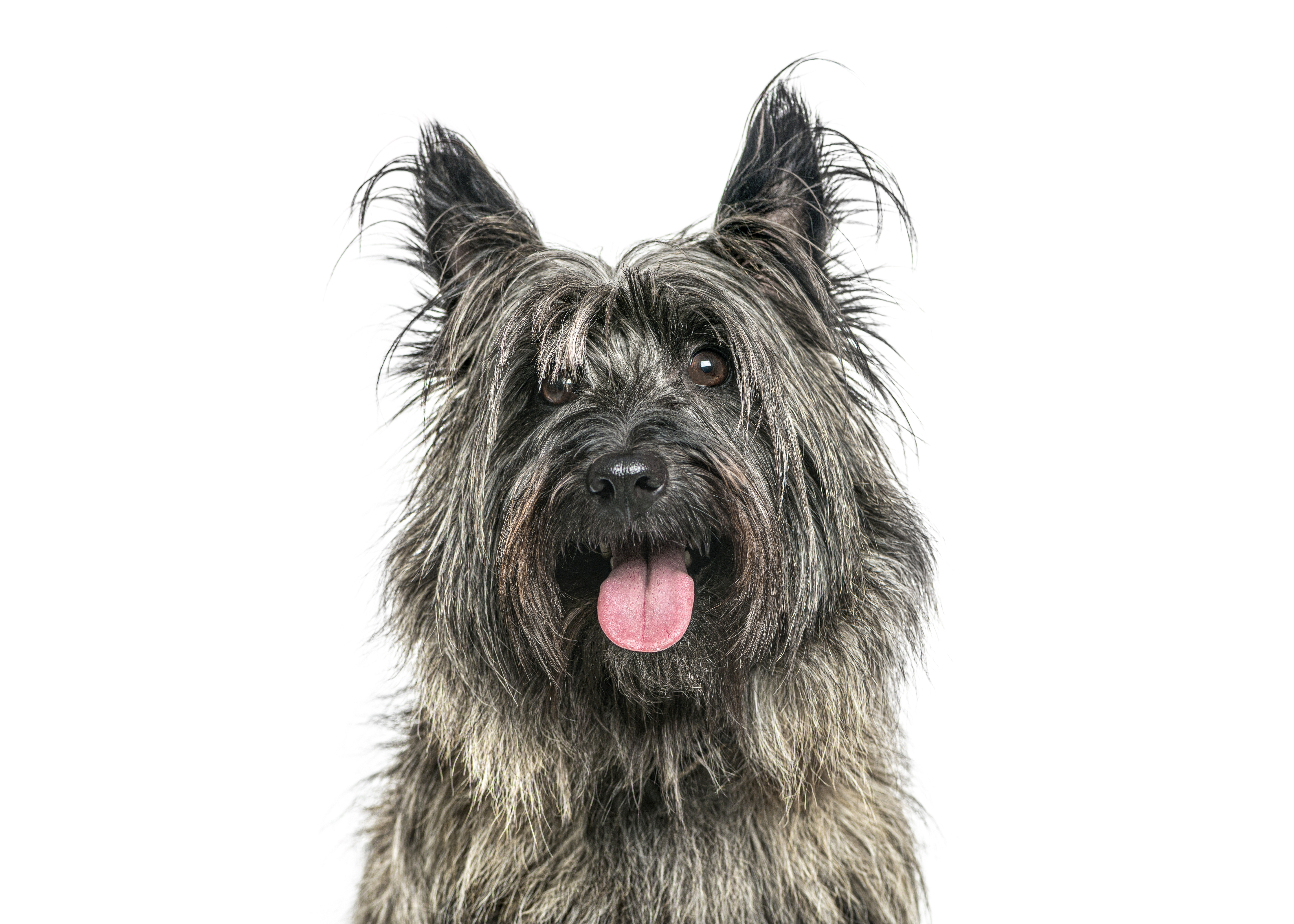 Kojih 10 rasa pasa su najbliže broju 1, 618: Čupavac sa slike jedan je od najbližih čuvenom "ZLATNOM PRESEKU"