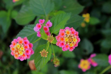 Lantana, cvet, cveće