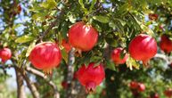 Drvo koje menja izgled vrta: Zašto je ova voćka apsolutni favorit za mala dvorišta i velike terase u Srbiji