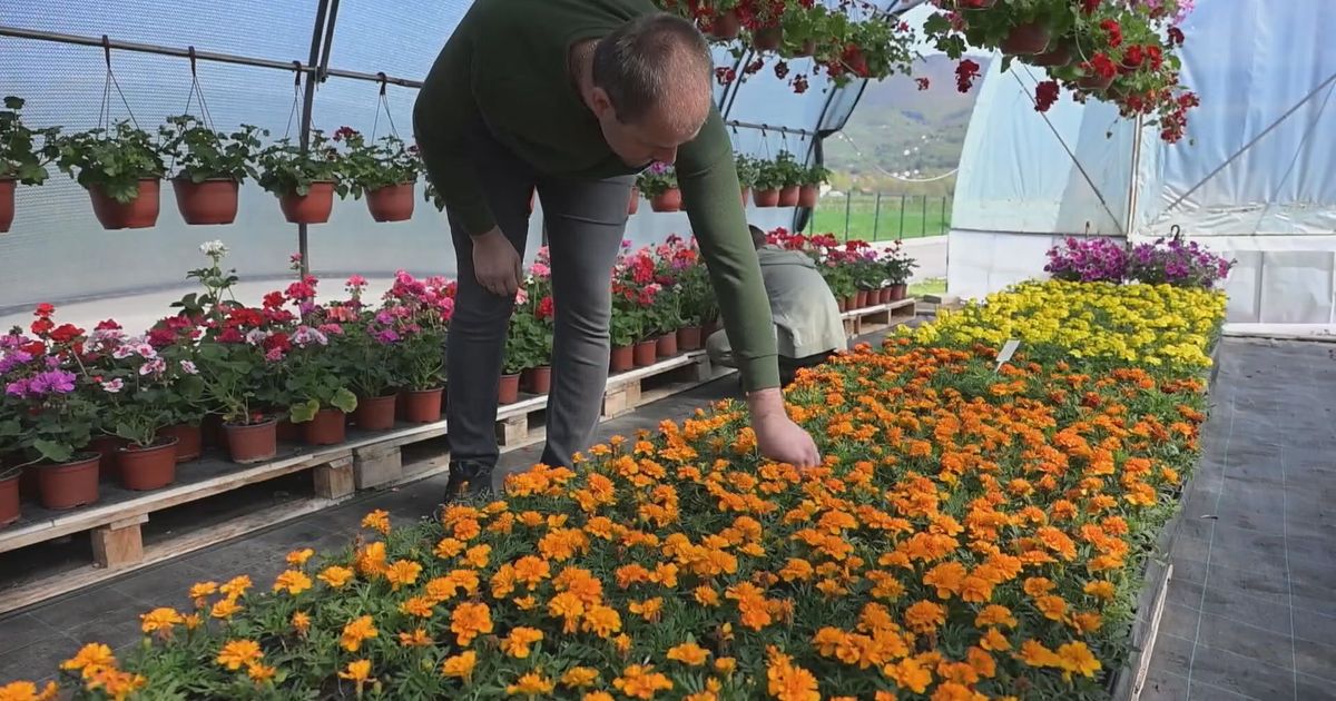 Tabaševići i Jusovići rizikovali sve pre 15 godina: Pogledajte gde su danas njihovi plastenici