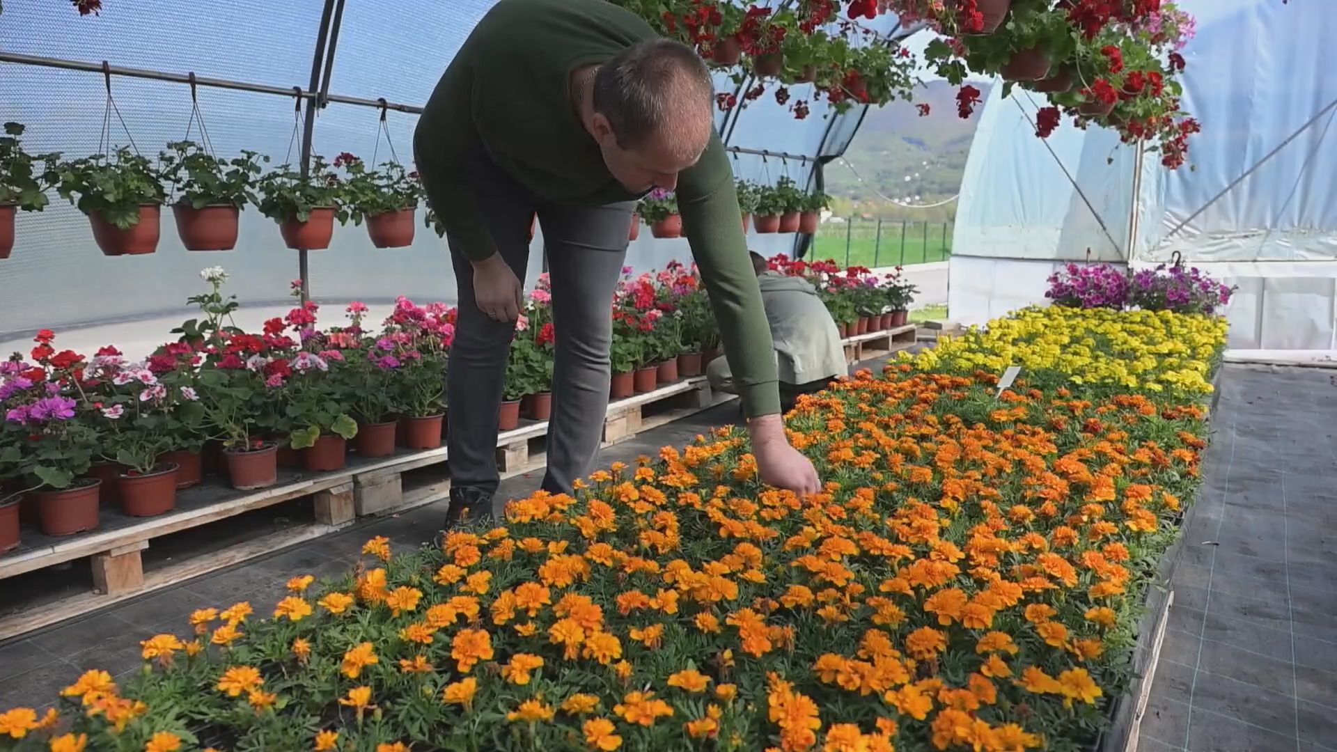 Tabaševići i Jusovići rizikovali sve pre 15 godina: Pogledajte gde su danas njihovi plastenici
