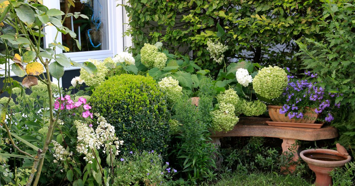 Ne zalivate, ne pazite, a sve cveta: Ovih 5 biljaka same prave raj u dvorištu