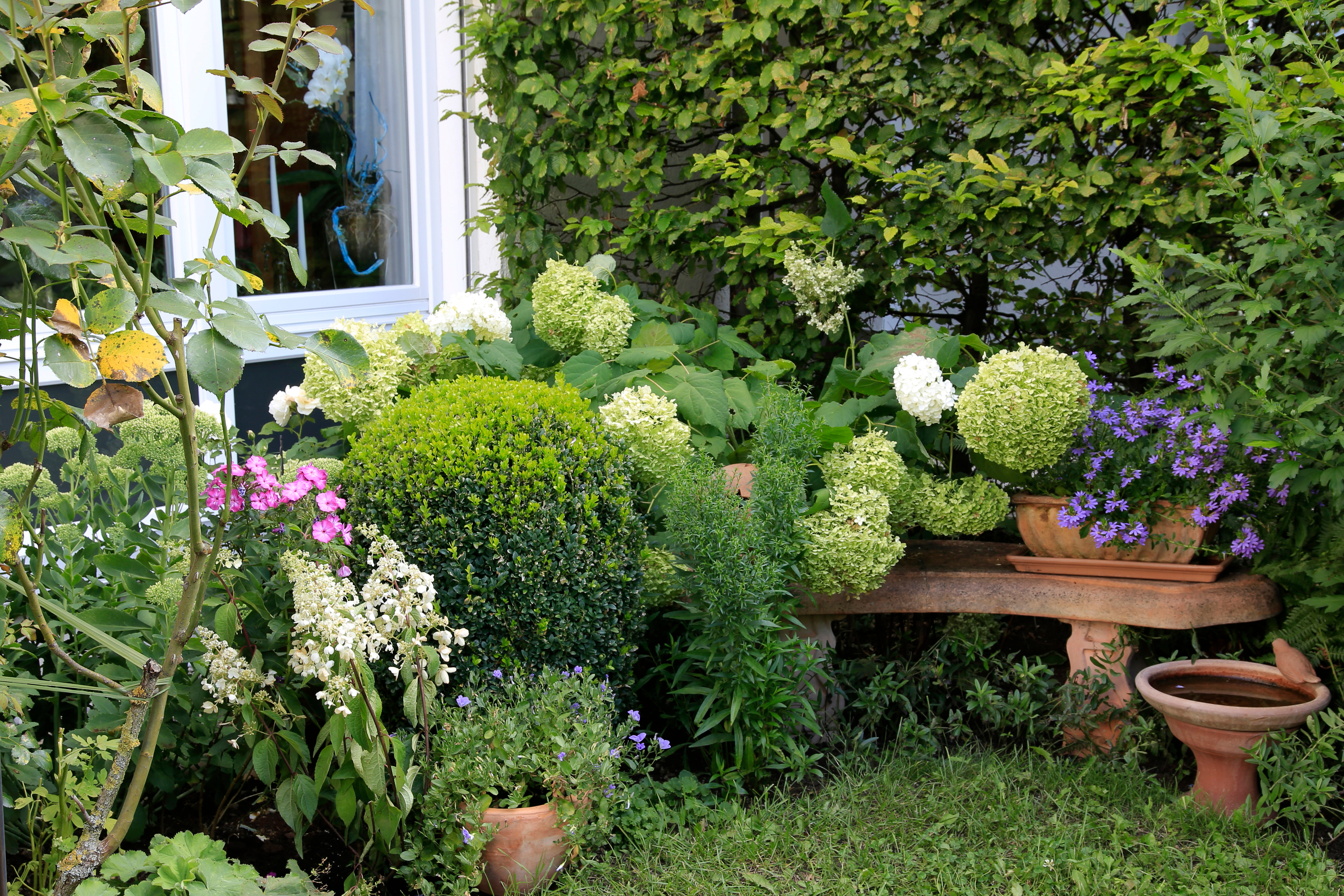 Ne zalivate, ne pazite, a sve cveta: Ovih 5 biljaka same prave raj u dvorištu