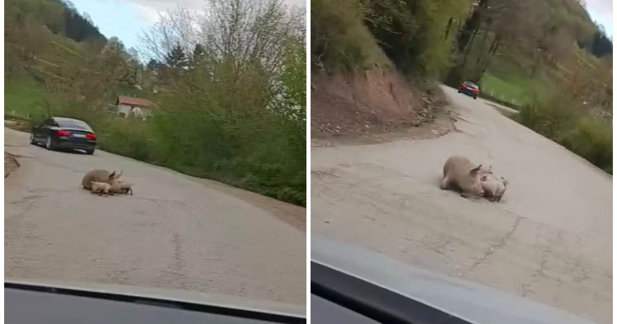 Oprasila se krmača nasred puta Foča - Šćepan Polje: 