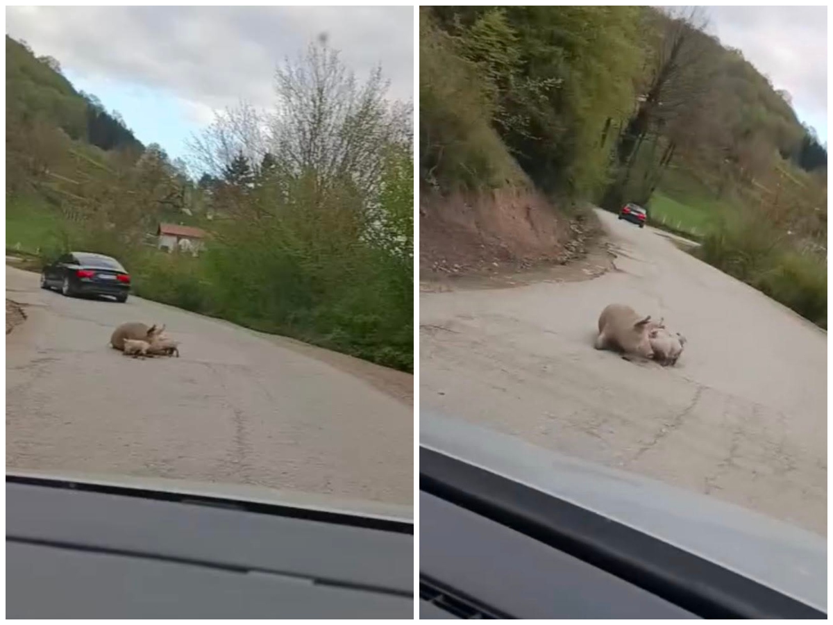 Oprasila se krmača nasred puta Foča - Šćepan Polje: Stanje redovno
