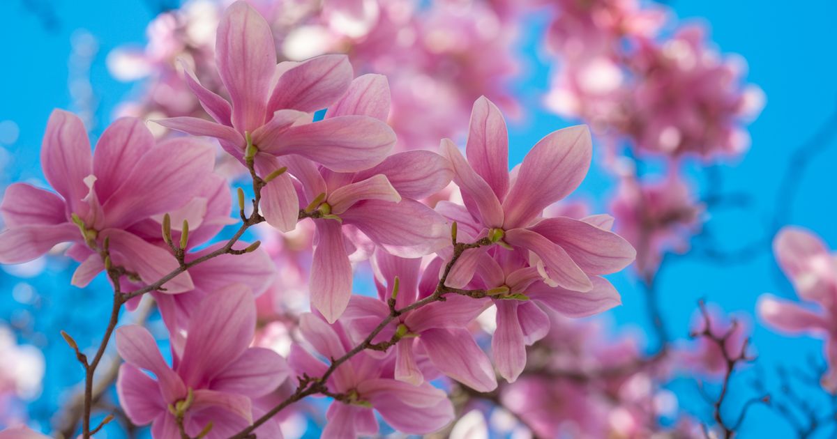 Magnolija je precvetala, sad se pravi ključna greška: Ako je sada dirate, sledeće godine nema cveta