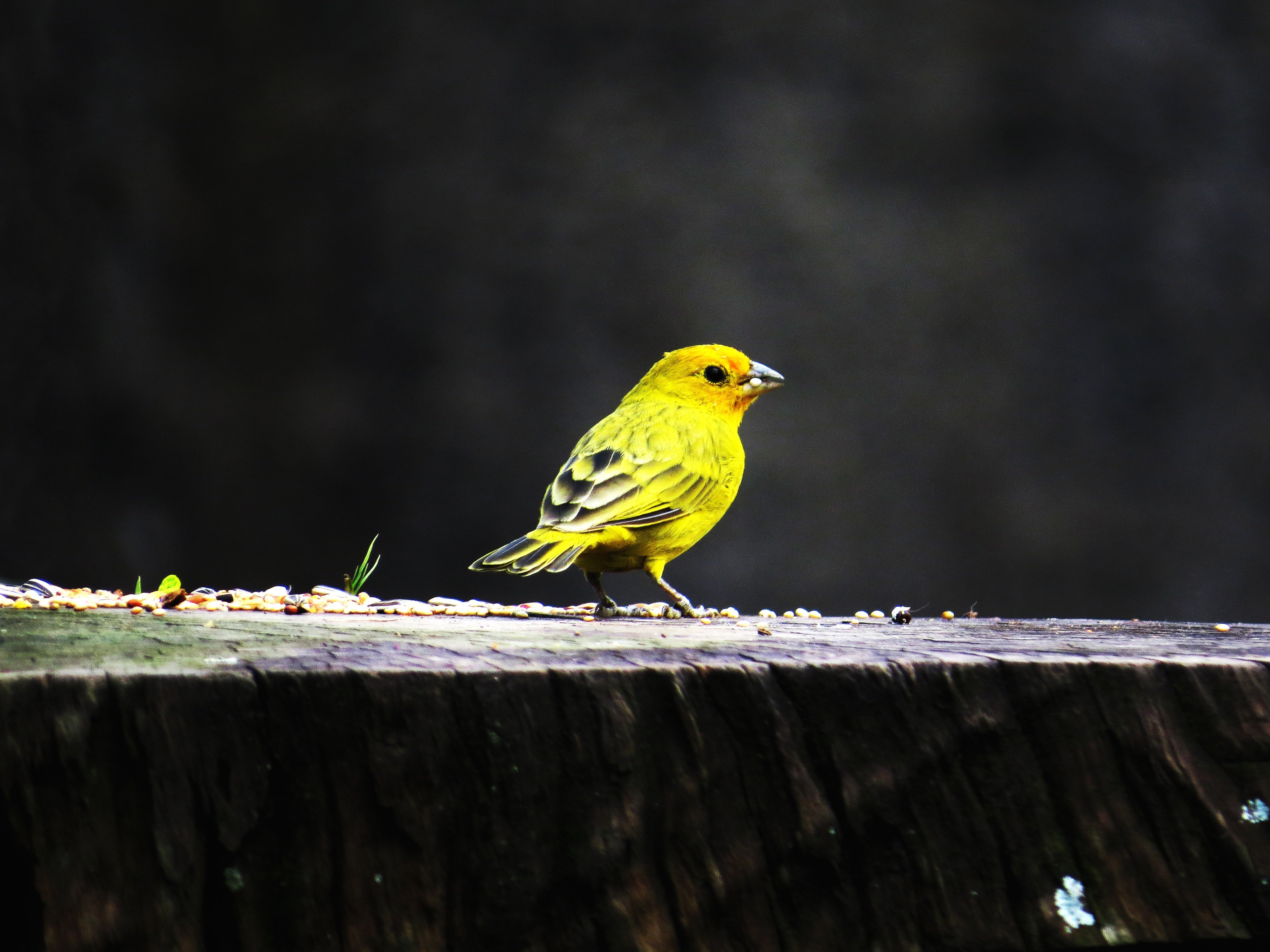 Slavujar je vrsta kanarinca nastala baš u OVOM gradu u Srbiji: Jedna od 5 priznatih vrsta na planeti