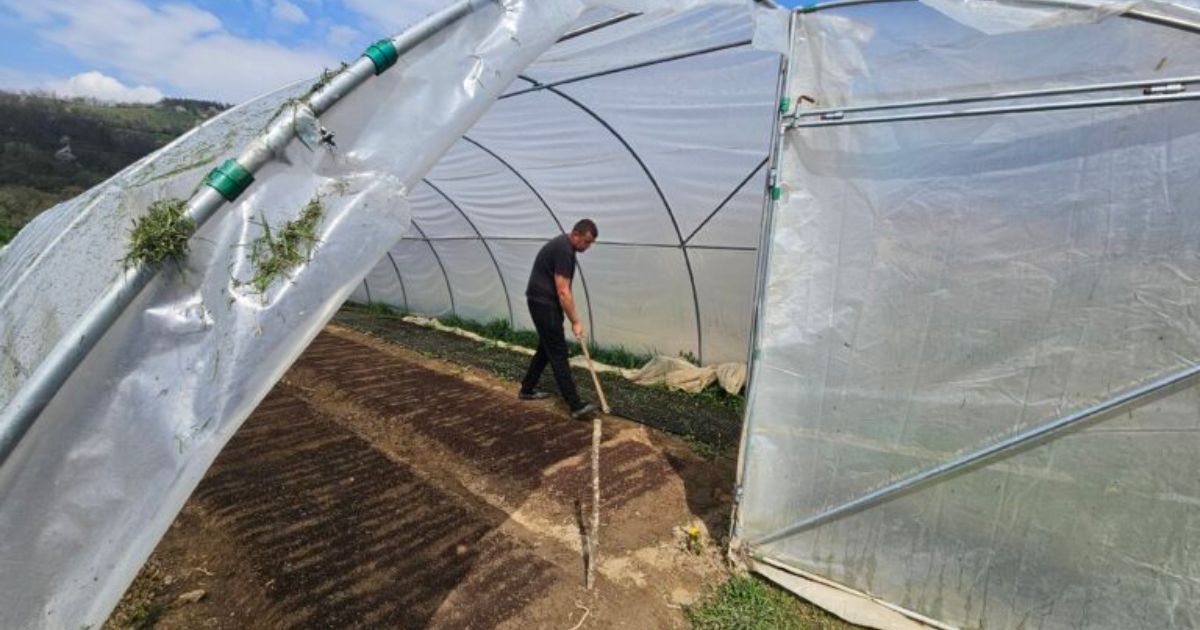 Školovao se u Beogradu, pa se vratio u rodno selo: Ljubisav iz Brodareva ima više od 20 ari pod plastenicima