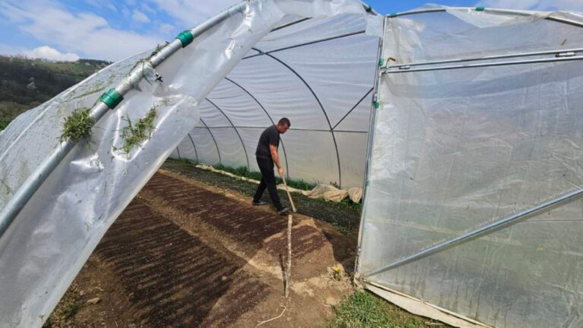 Školovao se u Beogradu, pa se vratio u rodno selo: Ljubisav iz Brodareva ima više od 20 ari pod plastenicima