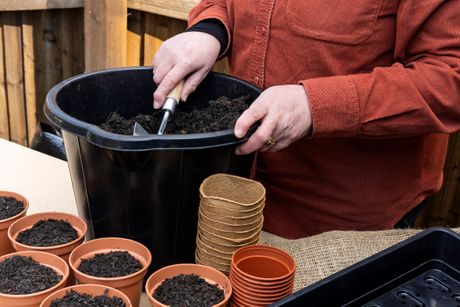 presađivanje biljke, saksija, zemlja, biljka