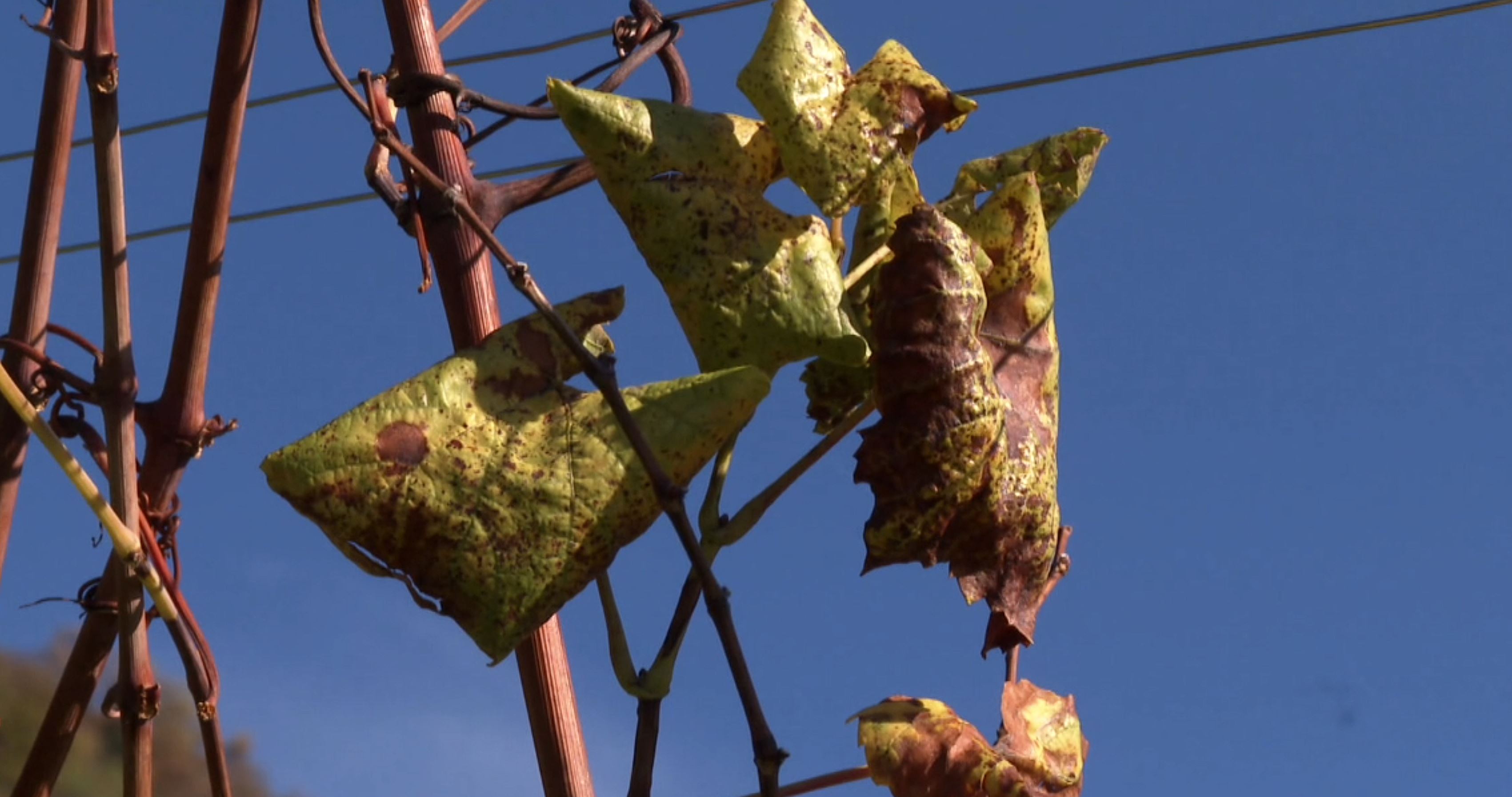 Vinograde poharala zlatna žutica: "Ko bi izmislio lek, momentalno bi bio milioner"