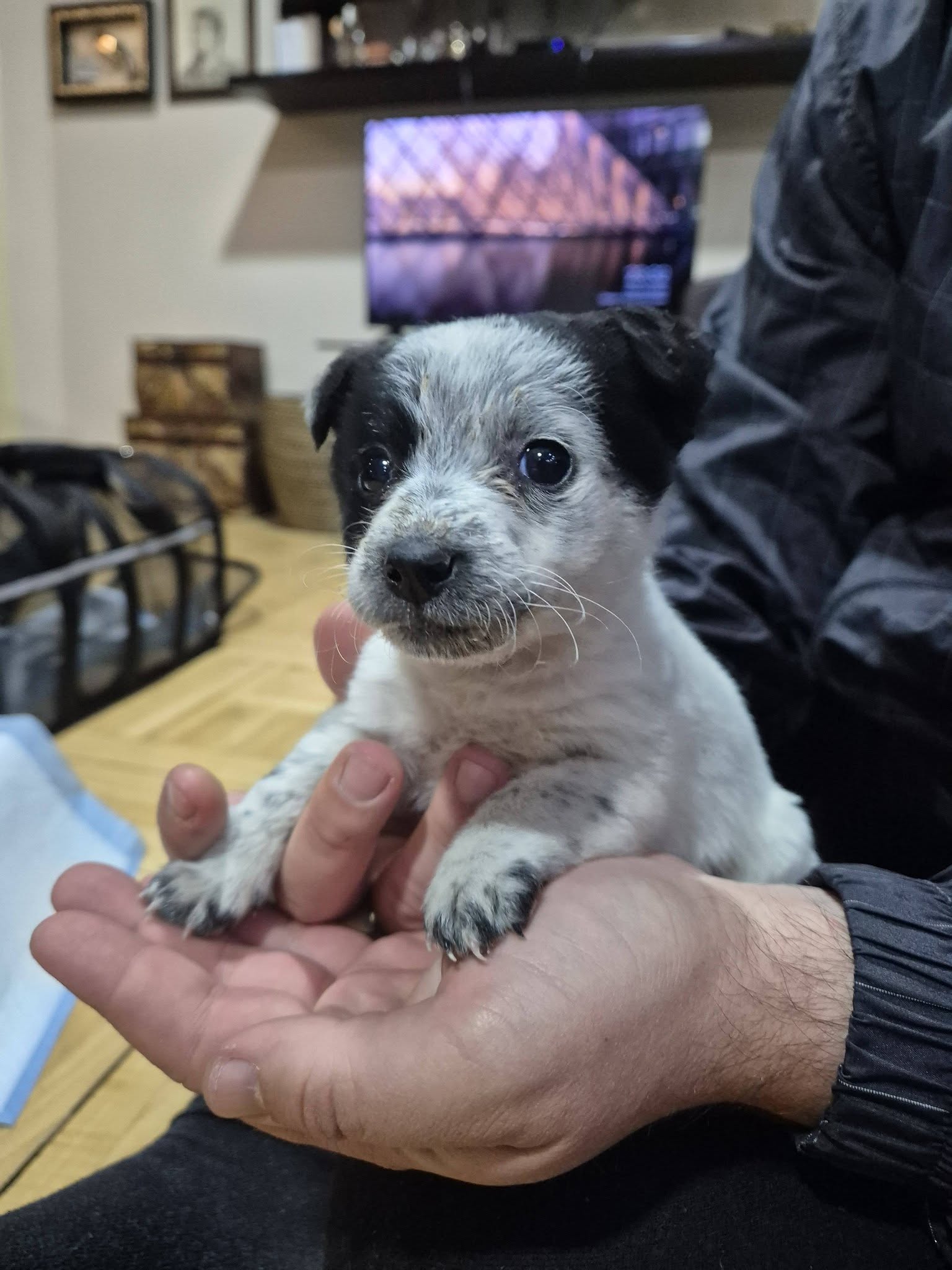 Mali pas iz Niša traži dom: Palčica Pegica pronađena u smećari, čeka svoje mesto u nečijem srcu i domu