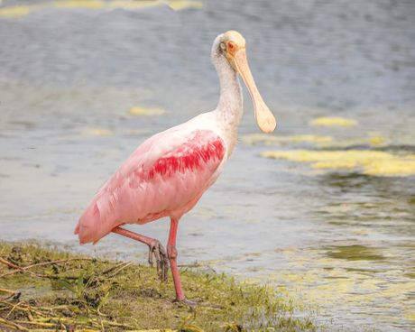čaplje, čaplja kašikara
