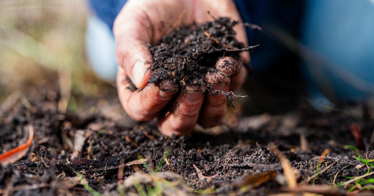 Kako da od otpada iz kuhinje napravite najjače prirodno đubrivo za biljke: Samo zakopate u zemlju