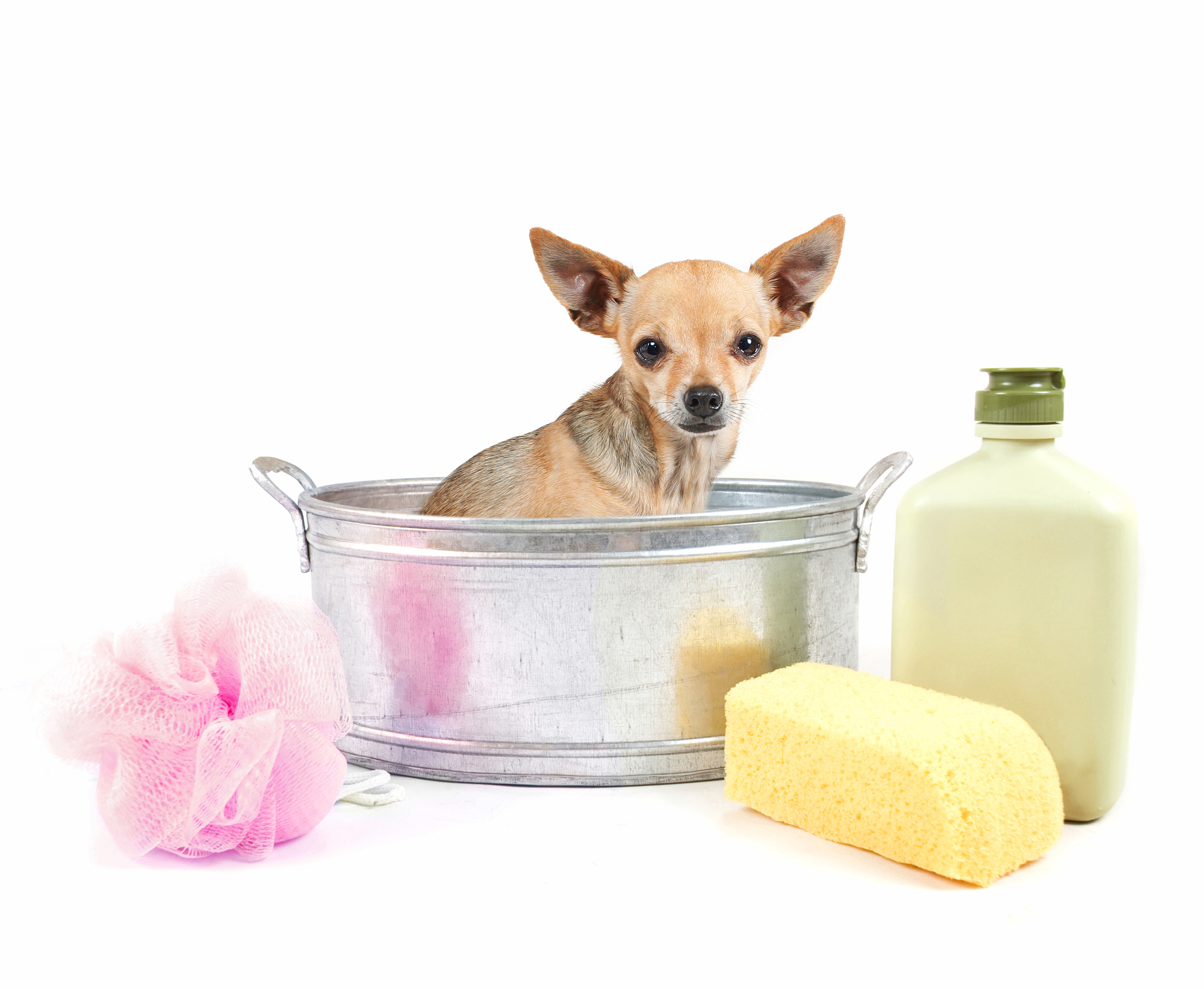 Čivava iz Kalifornije raspametila vlasnike: Da li je stvarno OVO URADILA da obriše nered koji je napravila?