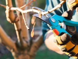 orezivanje, drvo jabuke, orezivanje jabuke, voće, drvo