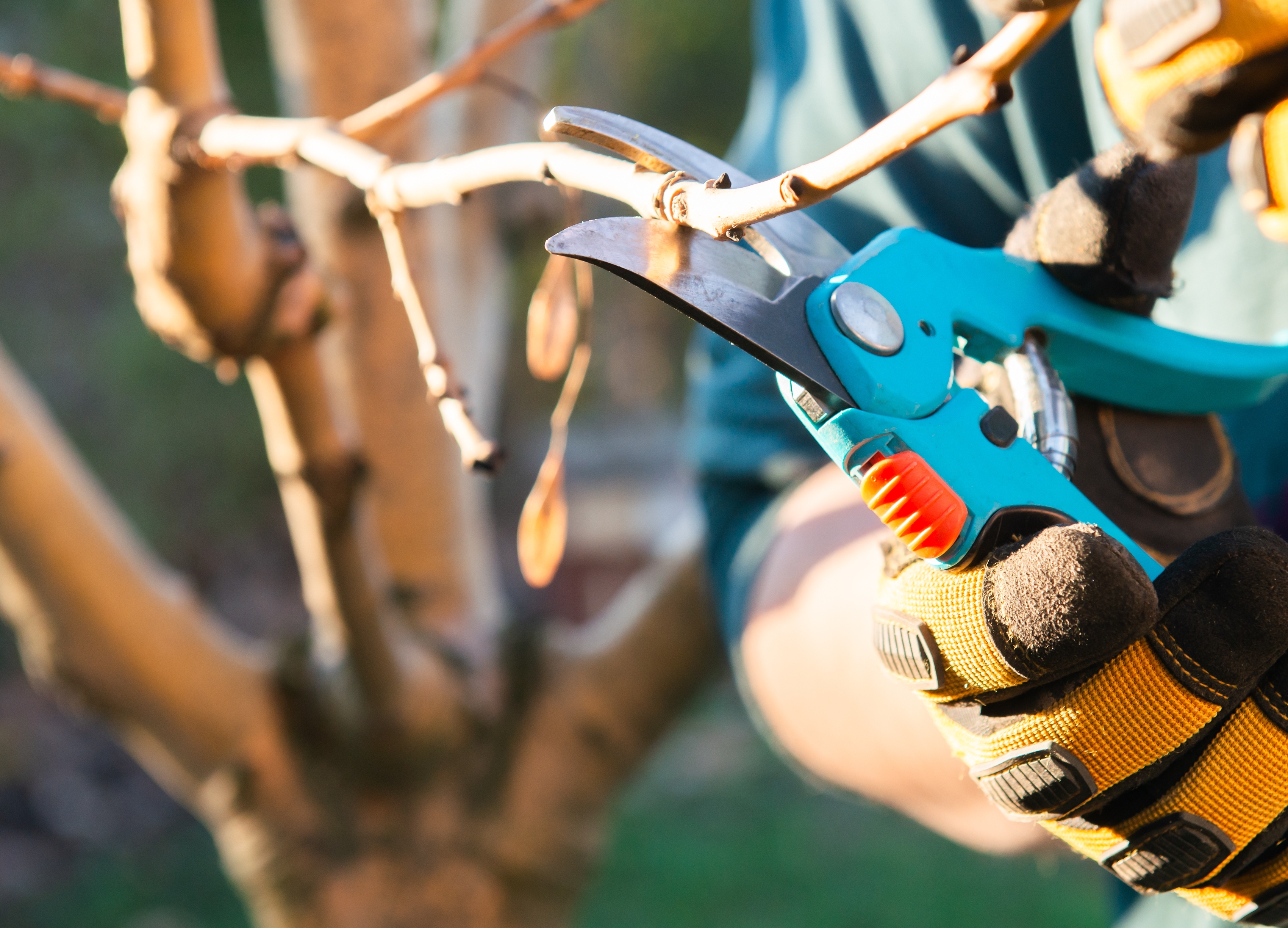 Zlatno pravilo orezivanja jabuka: Jedna greška može da vas košta roda u naredne dve godine