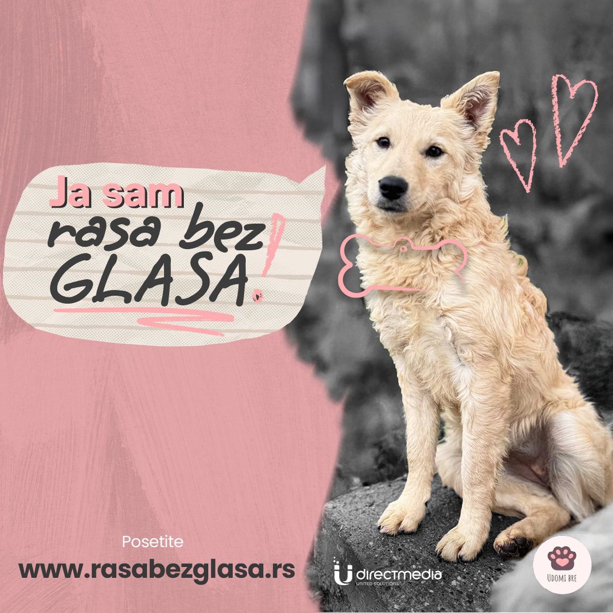 "Rasa bez glasa": Direct Media poziva na podršku napuštenim životinjama