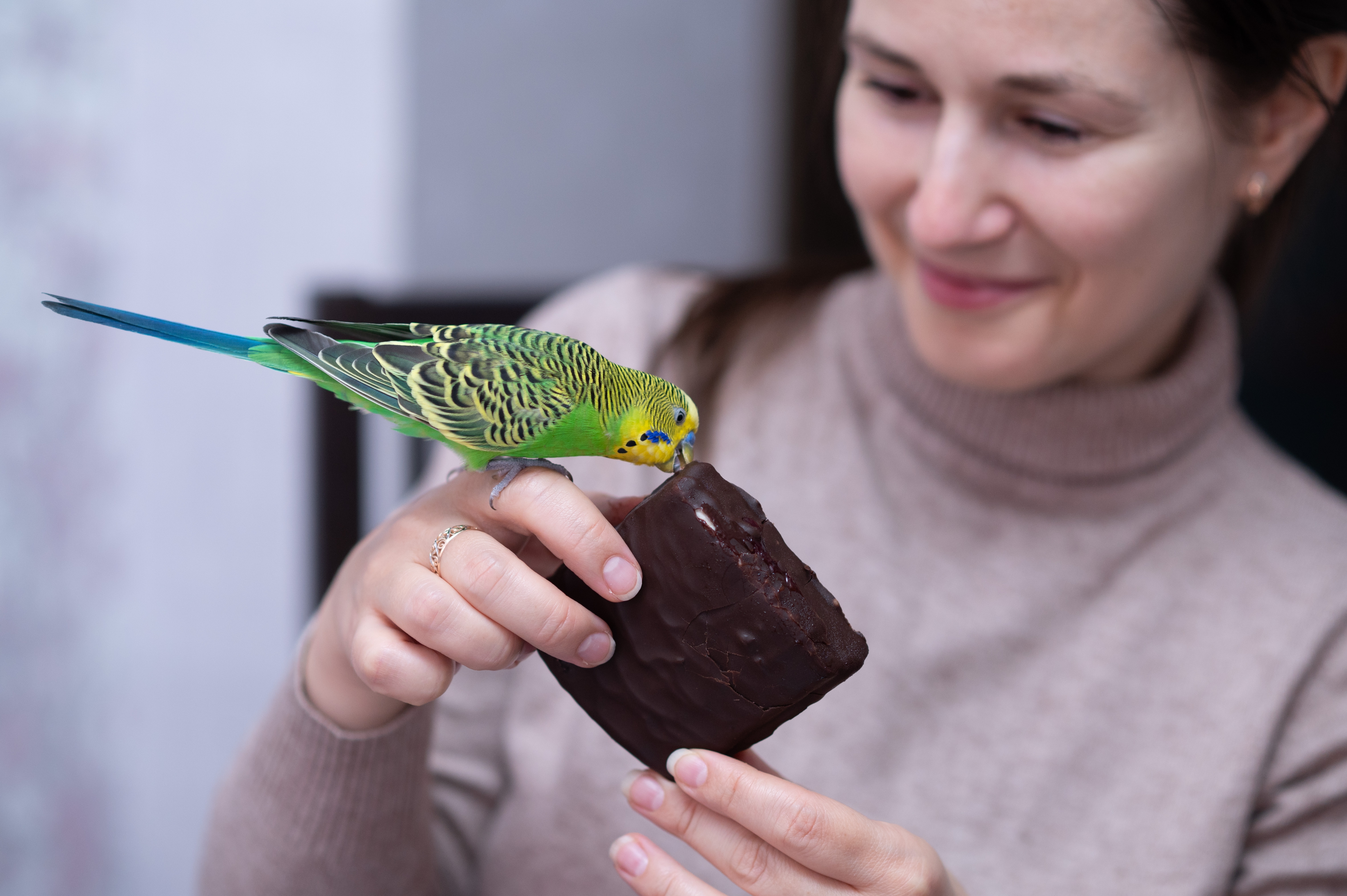 I najmanji zalogaj čokolade poguban za ptice: Uz kobno neznanje, kratko vreme za reagovanje i spasavanje