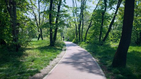 Trim staza na Košutnjaku