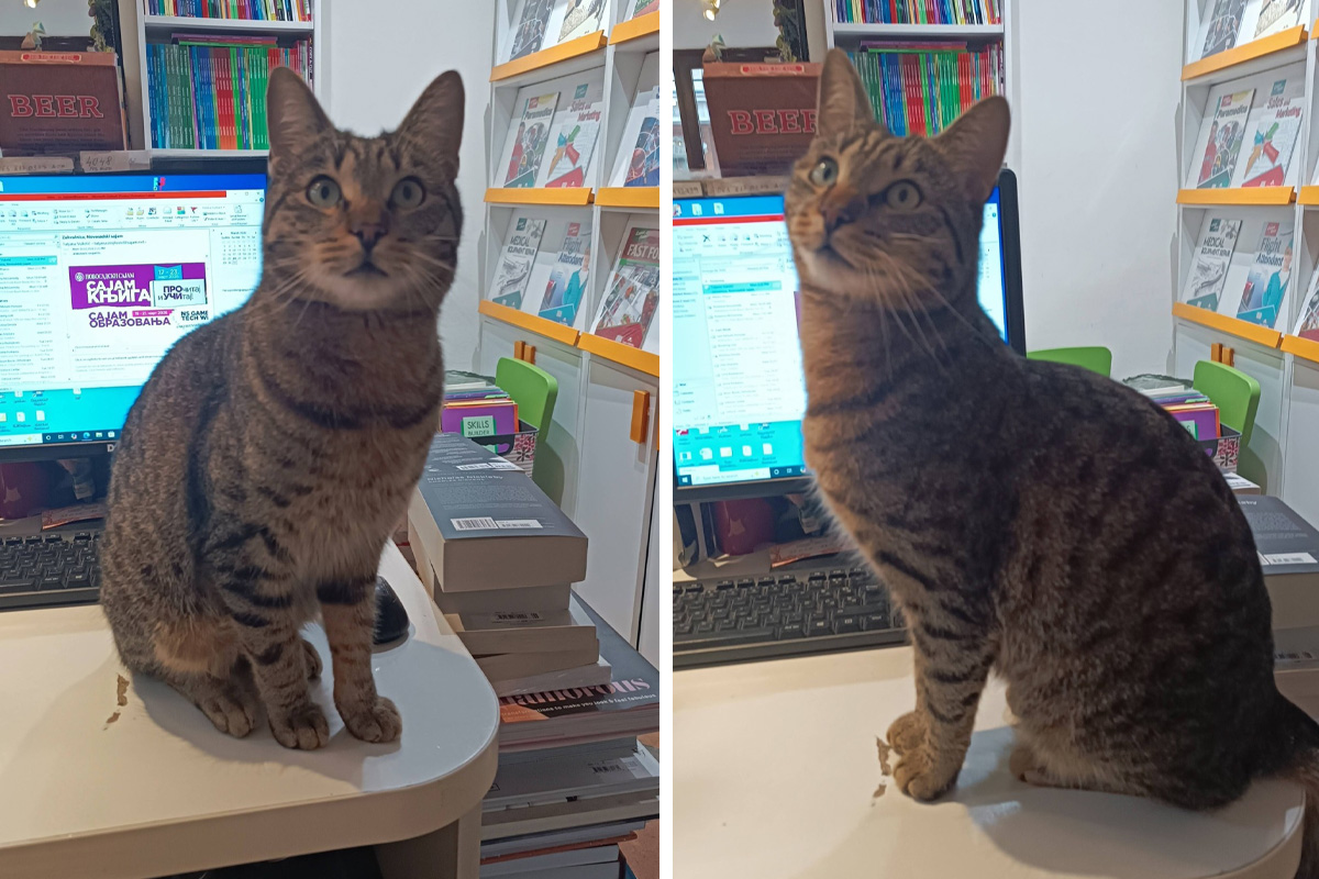 Gde je nestao Boža, mačak koji živi u Oksford centar knjižari: Beograd u potrazi za omiljenim ljubimcem