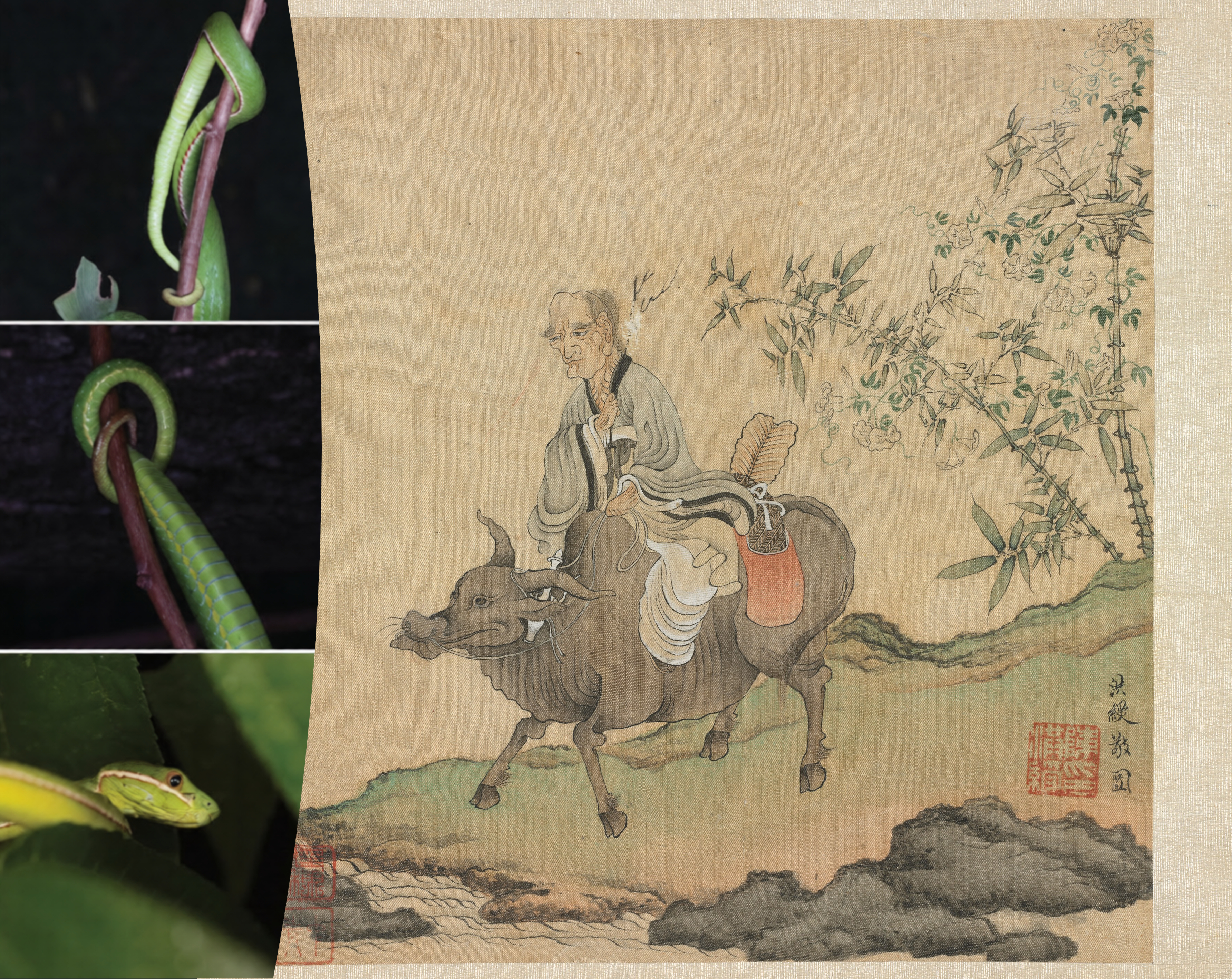 U maglovitim šumama otkriveno stvorenje nazvano po Lao Ceu: Genetsko sekvenciranje dovelo do identifikacije