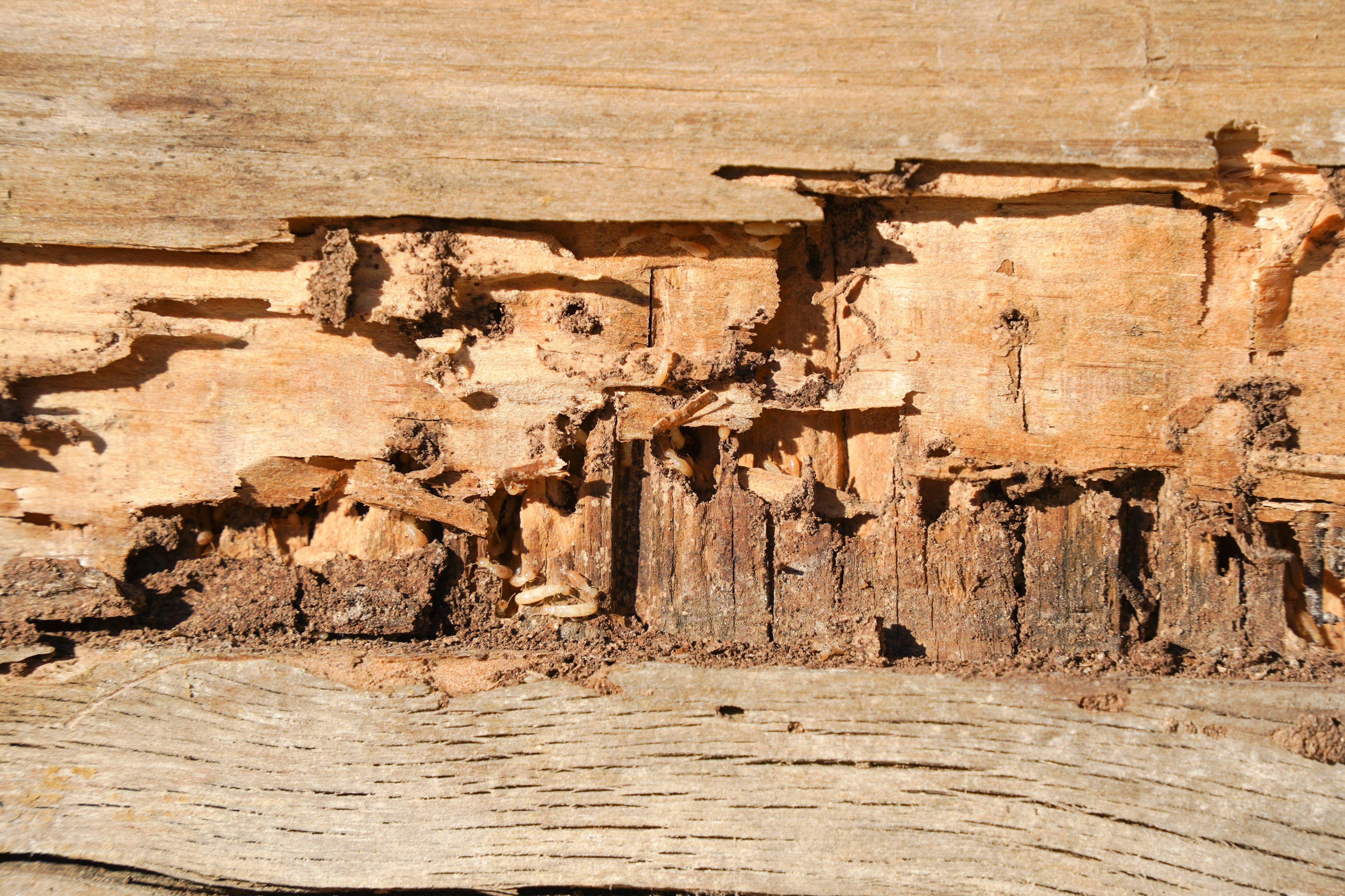 Stopa uspeha od 95%: Novi trik da se termiti namame pravo u smrt