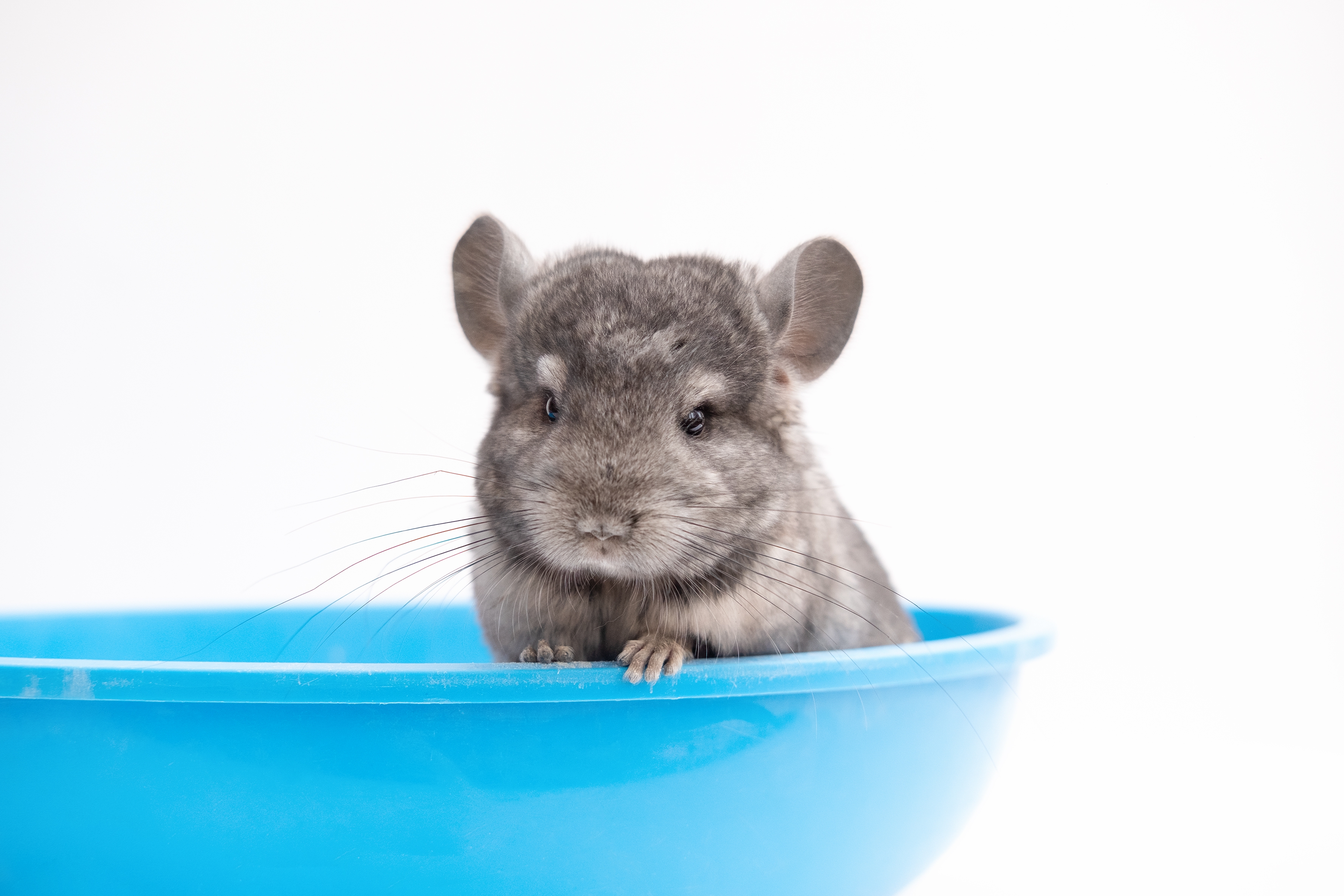 U prirodi vulkanski pepeo, u kavezu fini prah: Kako činčile uspevaju da se okupaju bez ijedne kapi vode