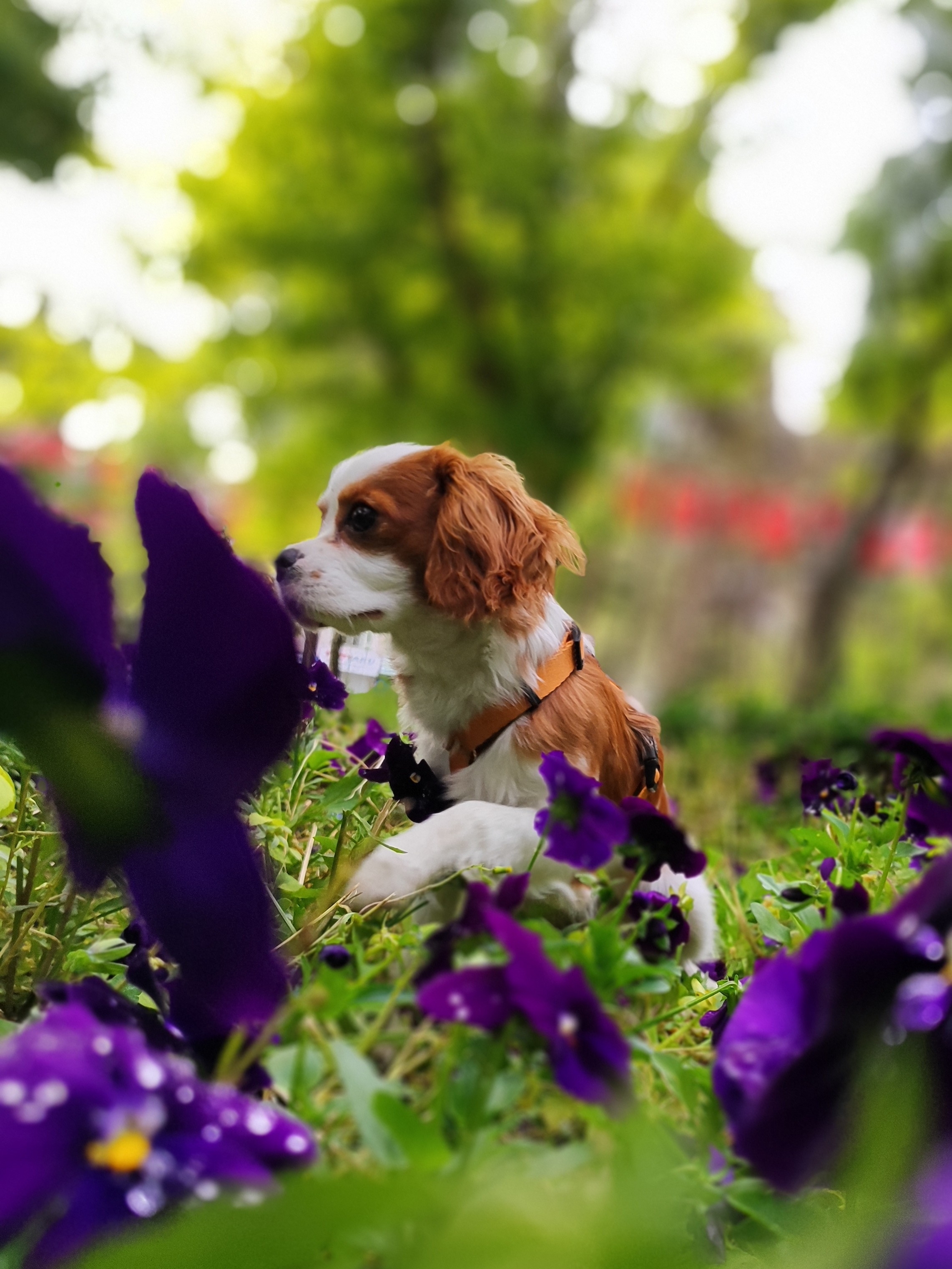 Vaš pas jeo je ljubičice u šetnji: Da li je ovaj prolećni cvetić pet frendli i treba li da pozovete veterinara