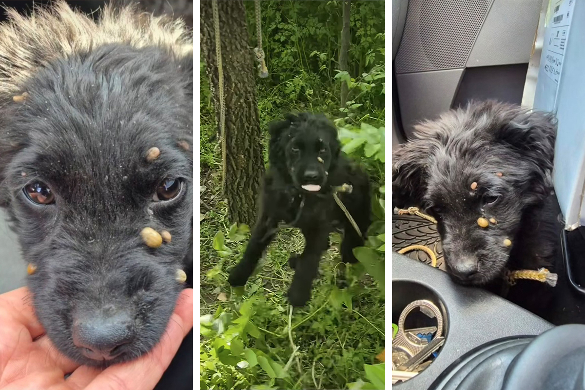 Štene nađeno u šumi, vezano za drvo najdebljim konopcem: Na njoj se "gostili" krpelji veličine lešnika