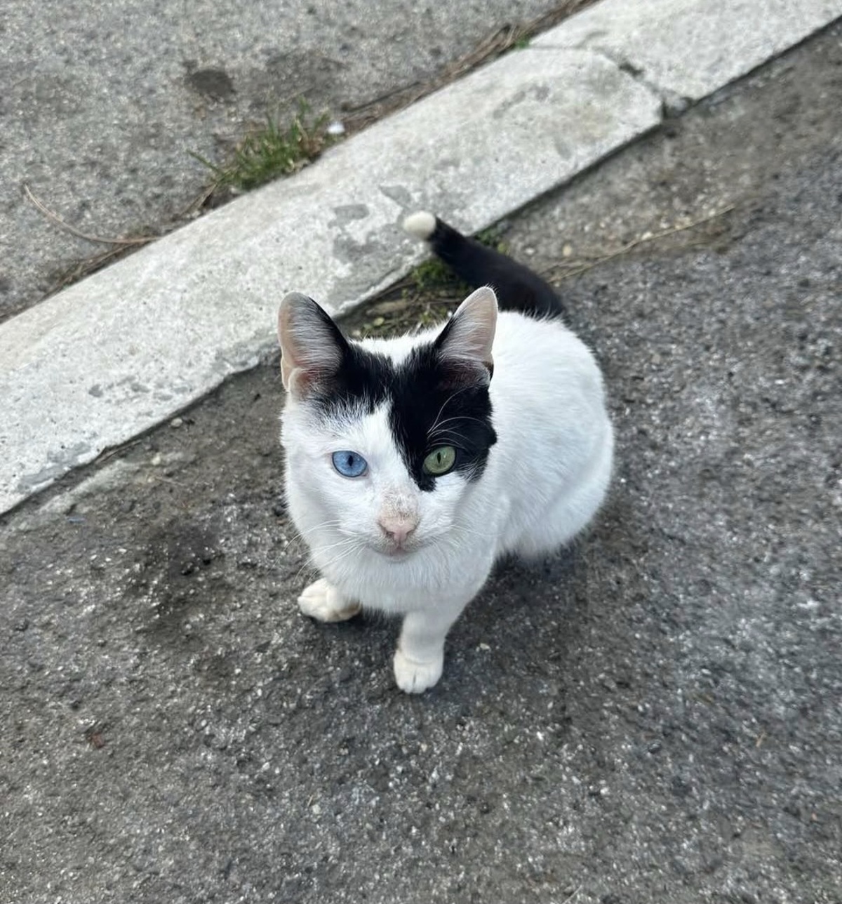 Njegove oči kriju tugu svih lutalica: Mršav i bolestan mačak živi kod kontejnera i broji poslednje dane