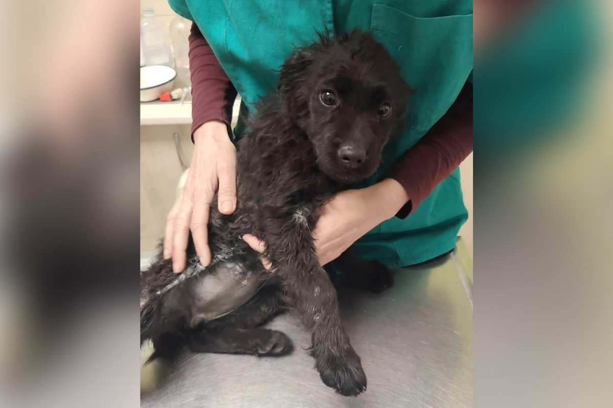 Zvezdica nije životno ugrožena: Štene koje su krpelji "cedili" u šumi dobilo terapiju, ima privremeni smeštaj