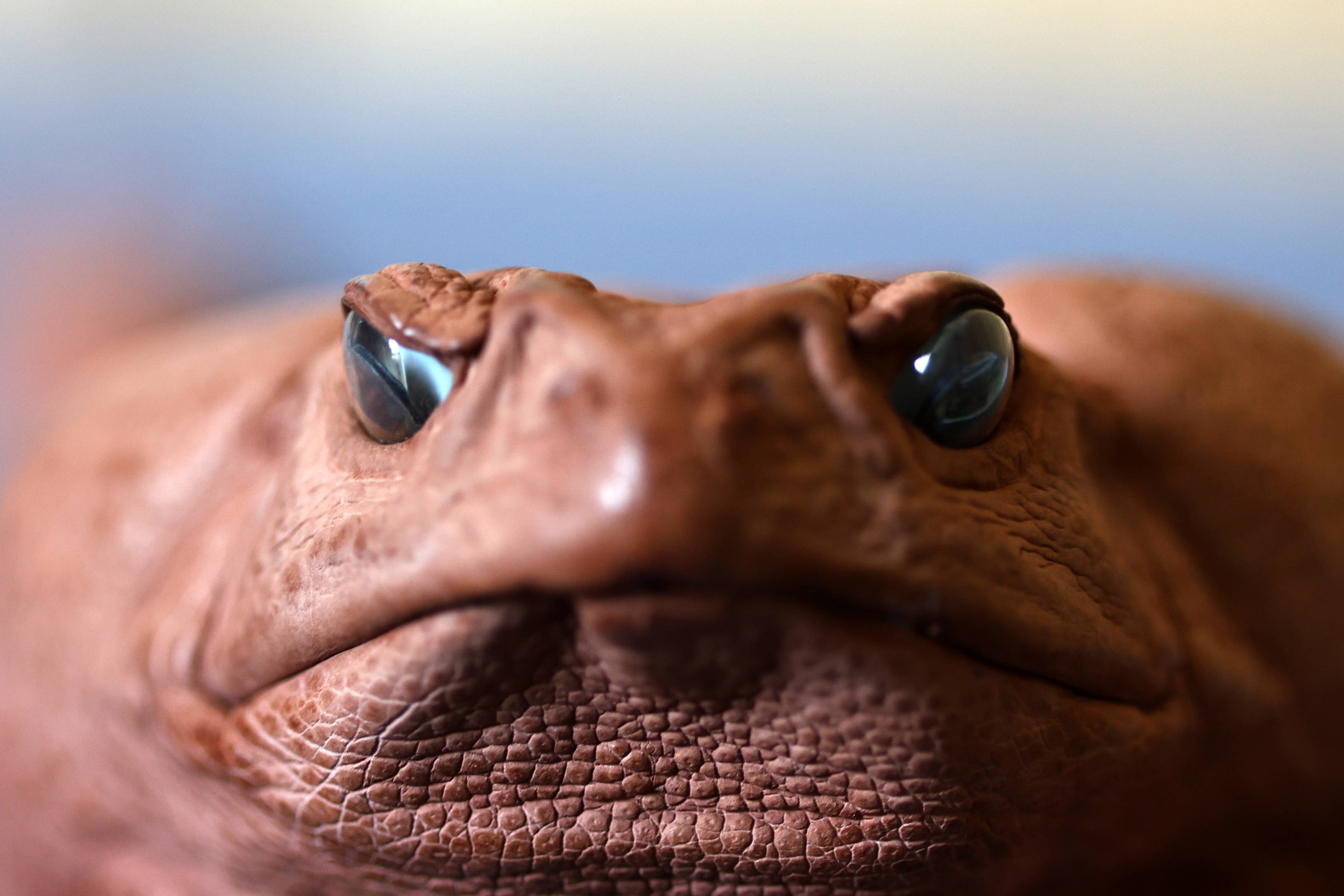 Spektakularno otkriće: Evolucija ovih stvorenja brža je nego što je iko očekivao