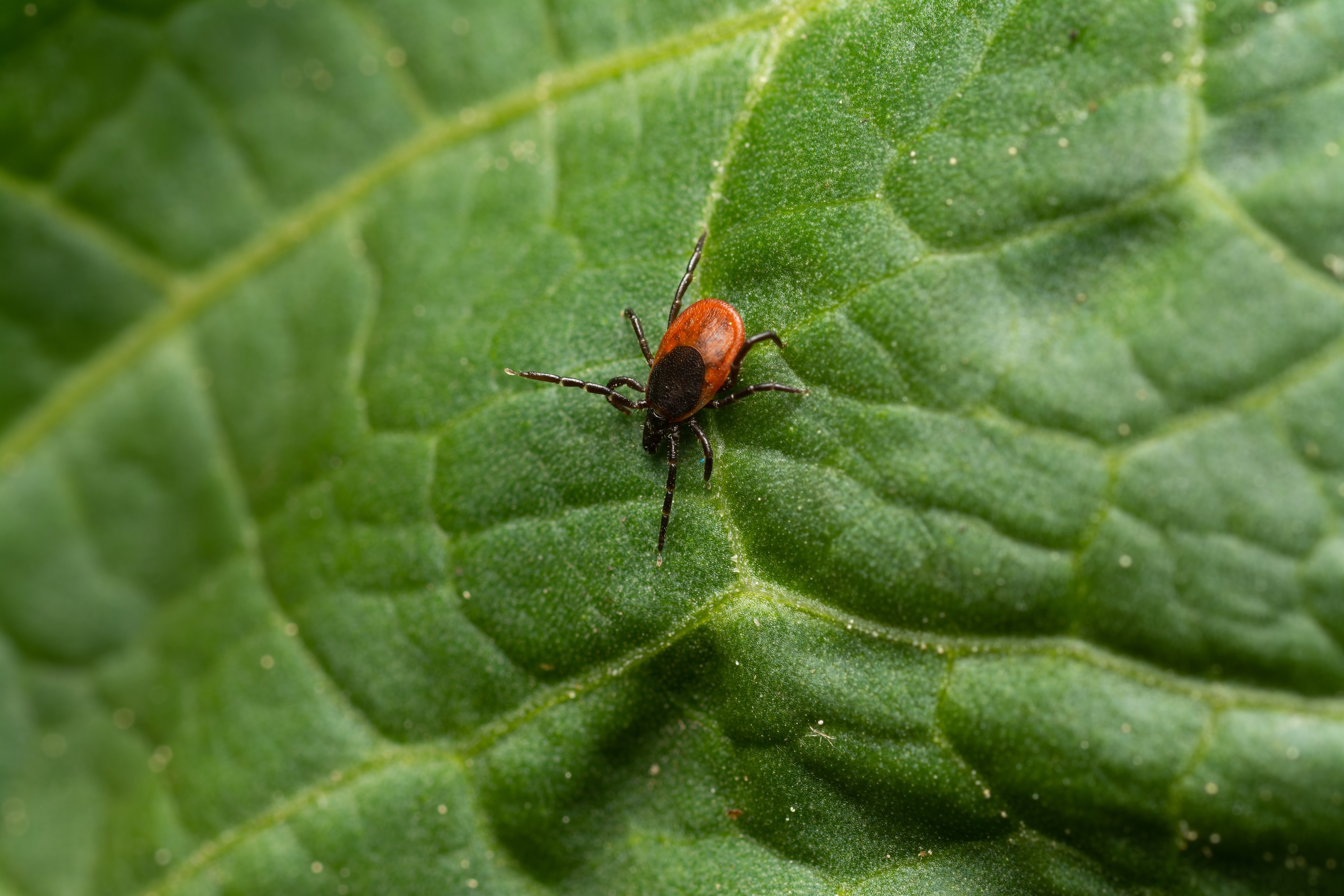 Krpelji beže od ovoga! Posadite ove 3 biljke sad i zaštitite baštu celo leto