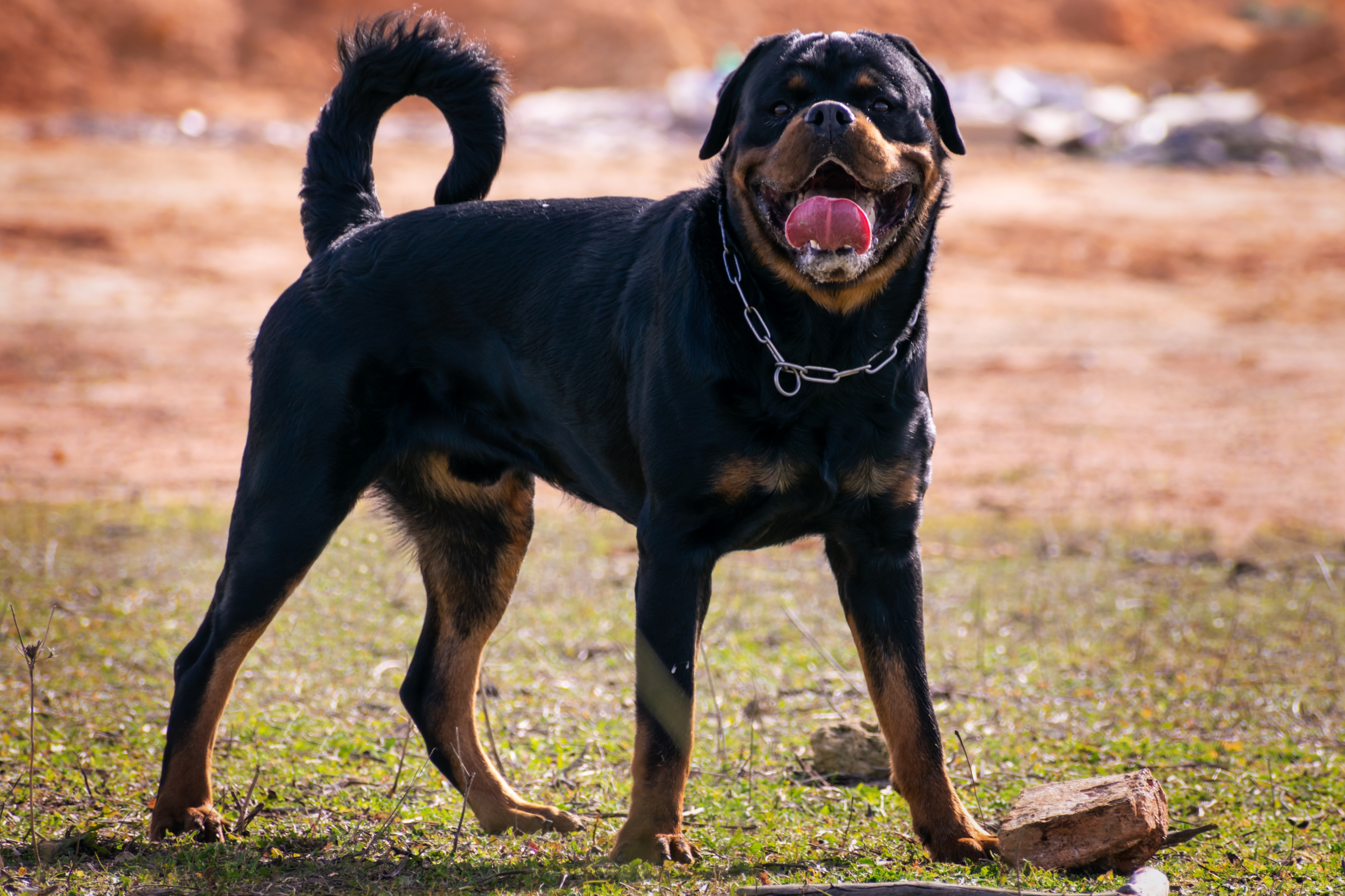 Nekim psima SEKU SE REPOVI uprkos zabrani: Da li je važnija moralna ili estetska odluka o izgledu psa