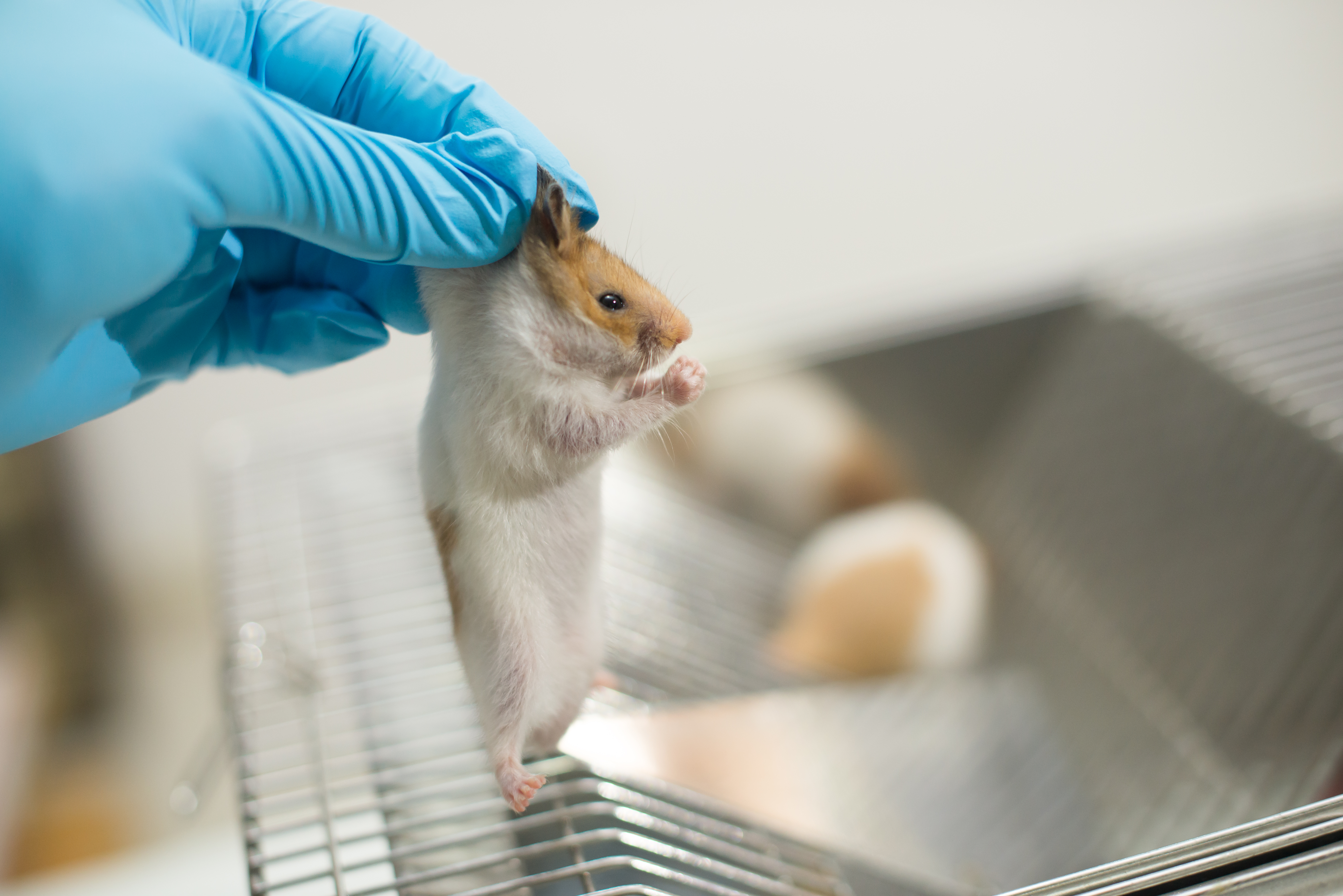 Naučnici priznali: ŽIVOTINJE PATE U IME PROGRESA, rezultati testova često neprimenjivi na ljudima