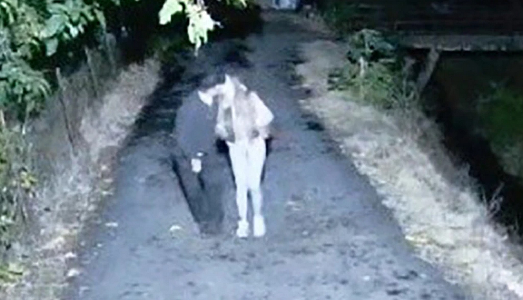 "Biće haos" Oglasio se Dane (70) i izneo šok detalje o Sofiji Janićijević: "Sa njenom majkom sam se dogovarao"