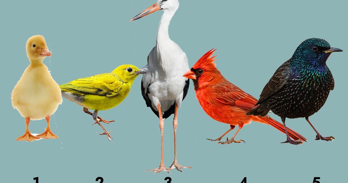 Jedna ptica otkriva kakva si osoba: Test ličnosti koji je zaludeo internet