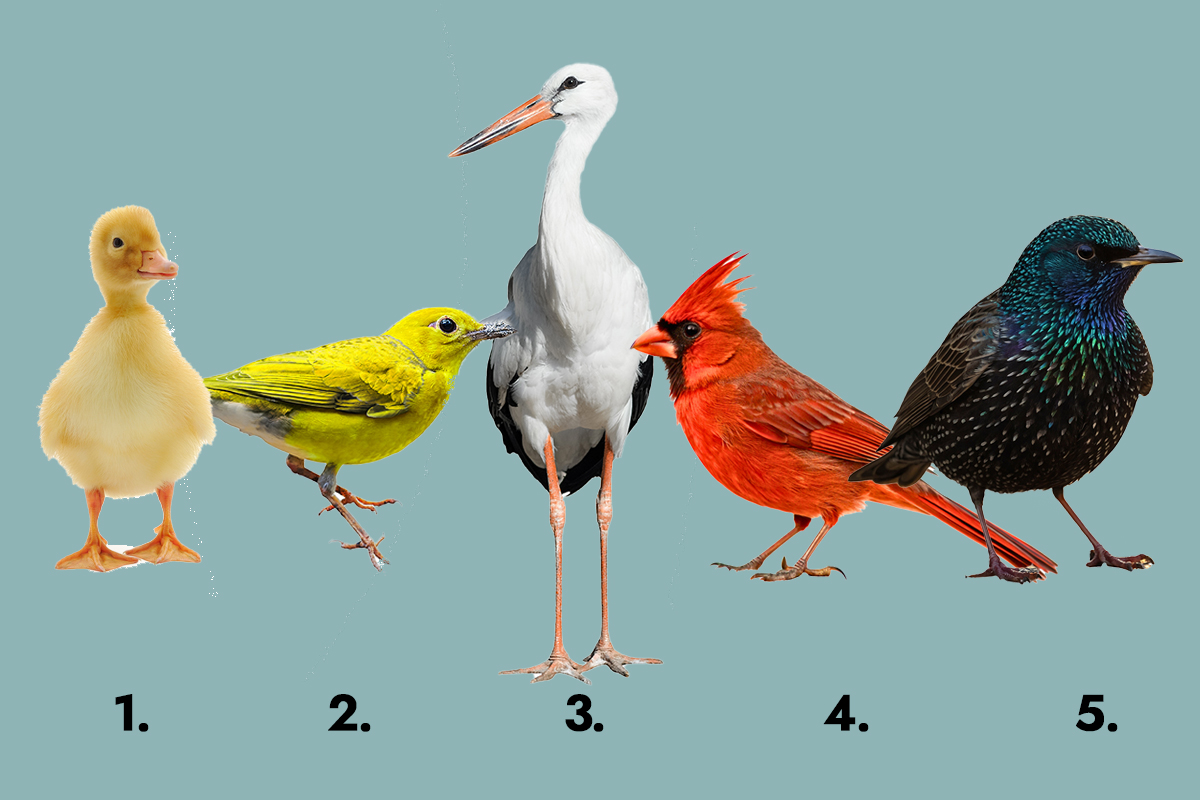 Jedna ptica otkriva kakva si osoba: Test ličnosti koji je zaludeo internet