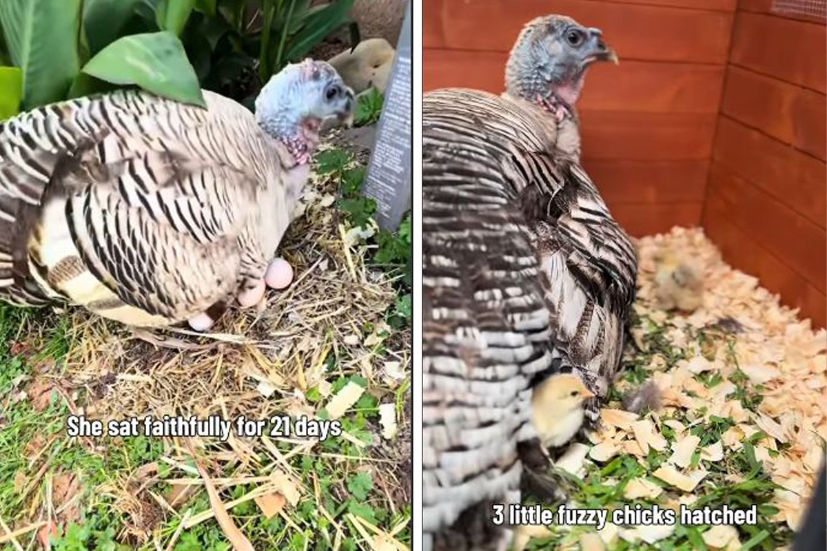 Vlasnica pronašla način da usreći ćurku: Dirljivi video koji mami suze, ostvaren jedan san o majčinstvu