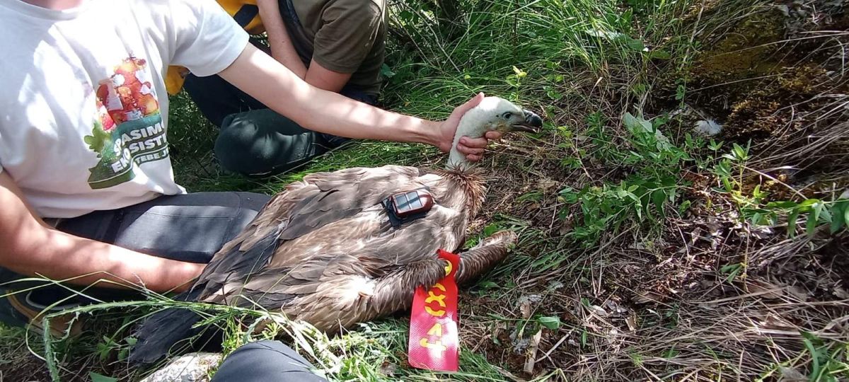 Rajka odletela do Afrike