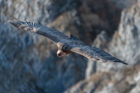 Fondacija za zaštitu ptica grabljivica