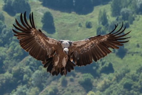 Fondacija za zaštitu ptica grabljivica
