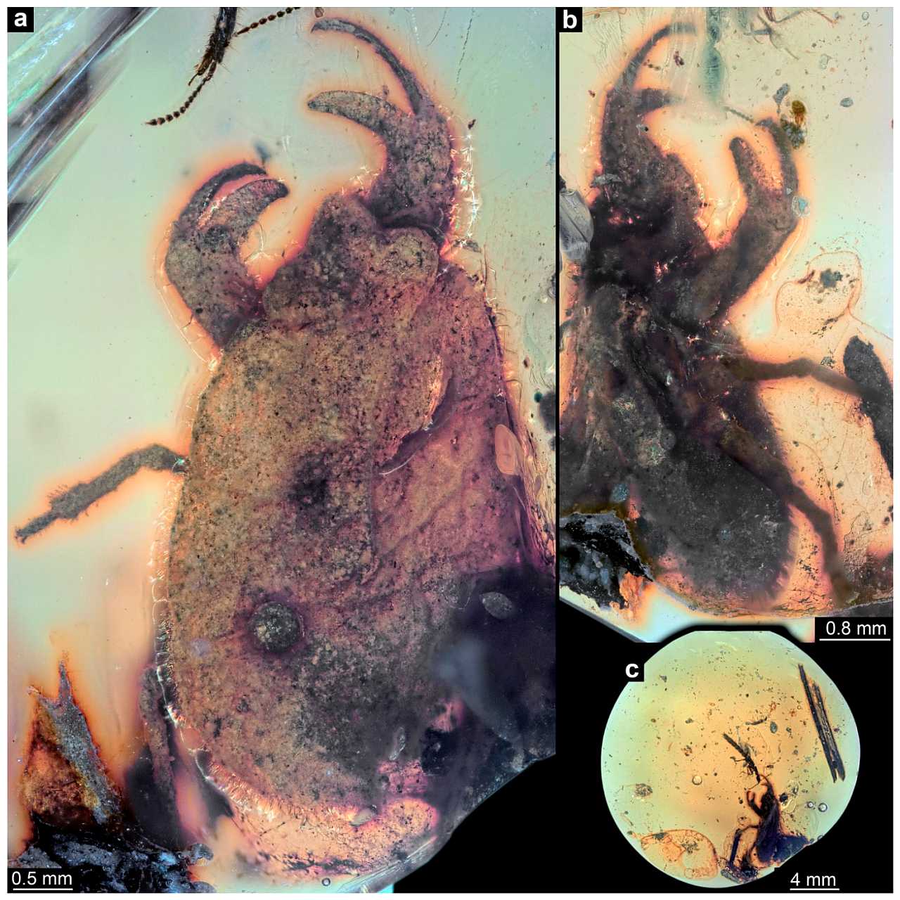 Vrlo neobično: Stenica sa kleštima pronađena u drevnom ćilibaru