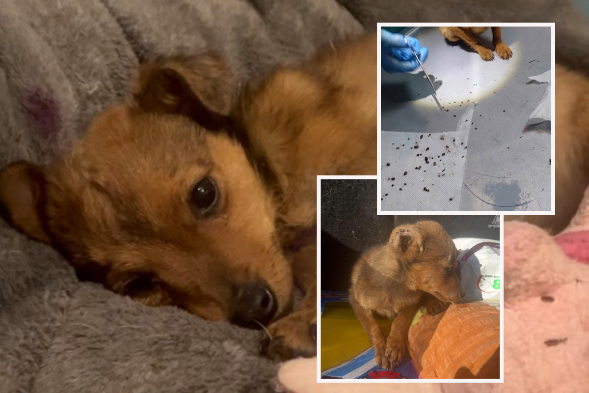 Sa Verinog tela uklonjeno više od 200 krpelja: Volonter slučajno pronašao odbačenu mrvu staru 6 meseci