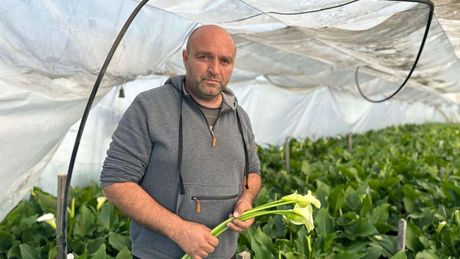 Kale, cveće, porodica Galić