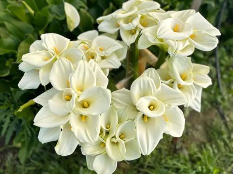 Kale, cveće, porodica Galić