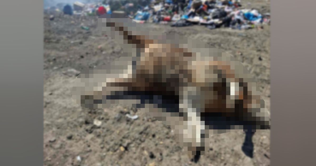 Slike HORORA sa deponije Goveđak kod Sjenice naterale meštanina da se odluči na radikalan potez!