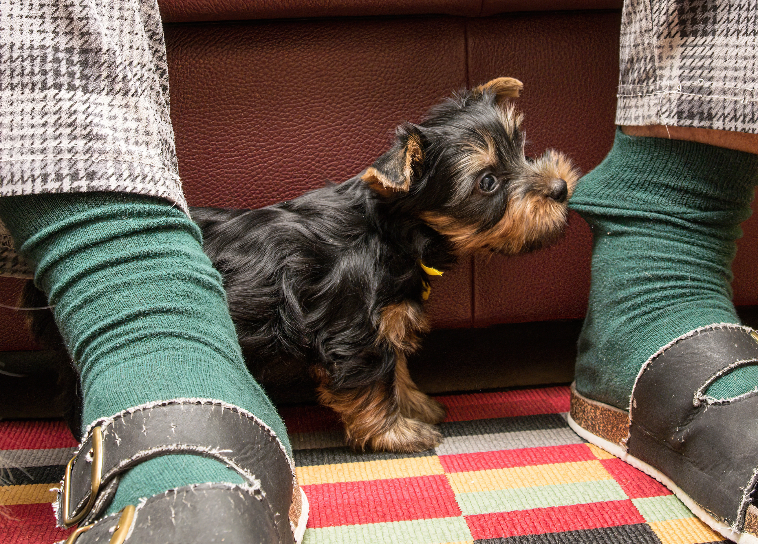 Štene vam gricka ruke i noge: Prepoznajte da li je u pitanju IGRA ili nagoveštaj PROBLEMA u ponašanju